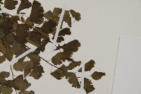 鐵線蕨藏品圖，第4張