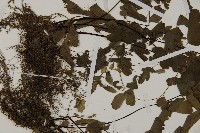 鐵線蕨藏品圖，第5張