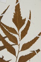 鐮葉鐵角蕨藏品圖，第3張