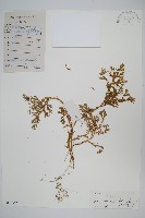 糙葉卷柏藏品圖，第1張