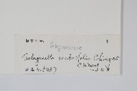 糙葉卷柏藏品圖，第2張