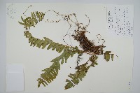 腎蕨藏品圖，第1張