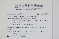 腎蕨藏品圖，第2張