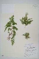 異葉卷柏藏品圖，第1張