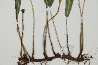 單葉雙蓋蕨藏品圖，第3張