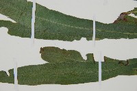 單葉雙蓋蕨藏品圖，第4張