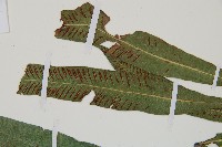 單葉雙蓋蕨藏品圖，第5張