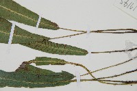 單葉雙蓋蕨藏品圖，第6張