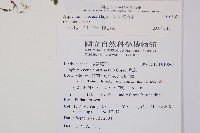 尖葉鐵角蕨藏品圖，第5張