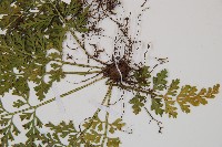 尖葉鐵角蕨藏品圖，第6張