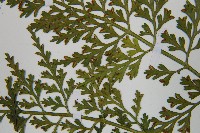 尖葉鐵角蕨藏品圖，第8張