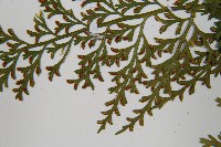 尖葉鐵角蕨藏品圖，第9張