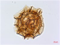 尖葉鐵角蕨藏品圖，第2張