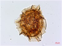 尖葉鐵角蕨藏品圖，第3張