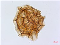 尖葉鐵角蕨藏品圖，第4張