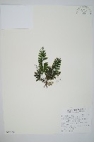 菲律賓厚葉蕨藏品圖，第1張