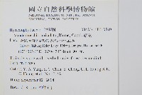 菲律賓厚葉蕨藏品圖，第2張