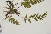 單邊鐵角蕨藏品圖，第3張