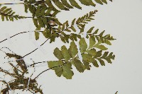 單邊鐵角蕨藏品圖，第4張