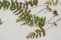 單邊鐵角蕨藏品圖，第5張