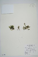 厚邊蕨藏品圖，第1張