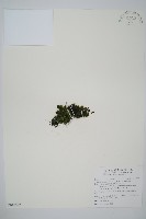 團扇蕨藏品圖，第1張