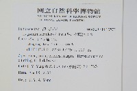 小葉海金沙藏品圖，第2張