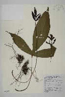 沙皮蕨藏品圖，第1張