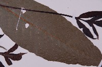 沙皮蕨藏品圖，第3張