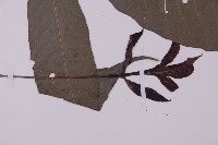 沙皮蕨藏品圖，第4張