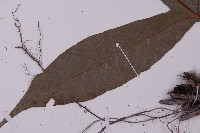 沙皮蕨藏品圖，第5張