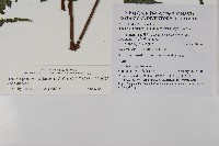 蛇脈三叉蕨藏品圖，第2張