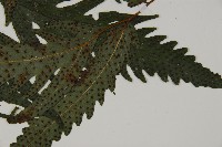 蛇脈三叉蕨藏品圖，第3張