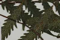 蛇脈三叉蕨藏品圖，第4張