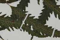 蛇脈三叉蕨藏品圖，第5張