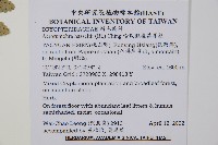 哈氏假複葉耳蕨藏品圖，第2張