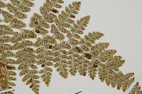 哈氏假複葉耳蕨藏品圖，第3張