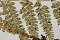 哈氏假複葉耳蕨藏品圖，第4張