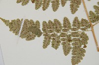 哈氏假複葉耳蕨藏品圖，第5張