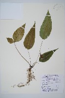 細柄雙蓋蕨藏品圖，第1張