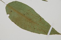 細柄雙蓋蕨藏品圖，第3張