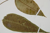 細柄雙蓋蕨藏品圖，第4張