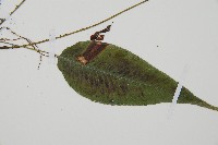 細柄雙蓋蕨藏品圖，第5張