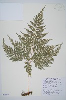 海州骨碎補藏品圖，第1張