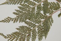 海州骨碎補藏品圖，第5張