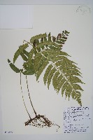 鋸齒雙蓋蕨、線葉雙蓋蕨、刺鱗雙蓋蕨藏品圖，第1張