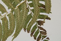 鋸齒雙蓋蕨、線葉雙蓋蕨、刺鱗雙蓋蕨藏品圖，第3張