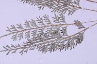 長生鐵角蕨藏品圖，第1張