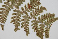 阿里山蹄蓋蕨藏品圖，第3張