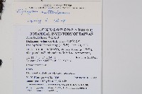 深山雙蓋蕨藏品圖，第2張